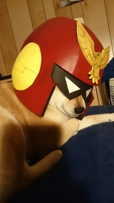 tinycartridge:  Thank you for coming into our lives, Captain Falcon Dog ⊟ And thank you, cosplayer Tommeh Chu, for putting this homemade Captain Falcon helmet on your Shiba Inu Maya. The world is a better place because of your actions. We are all better