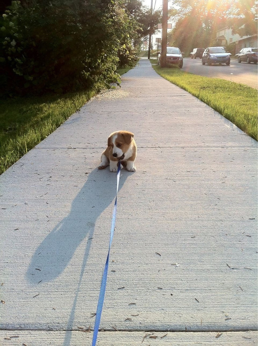 awwww-cute:  Corgi pup refusing to walk 