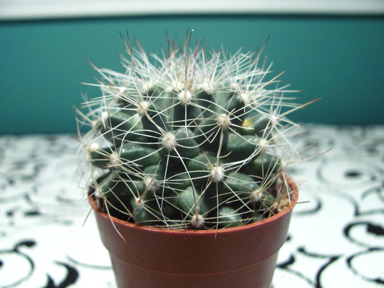 Hiya, could you help me ID the cactus in this picture? I bought it Home Depot and it didn’t come with any tag or anything. Thanks!
Anyone have a positive ID on this Coryphantha?