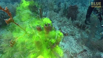 chroniclesofachemist:  inverted-typo:  This is actually a test showing how sponges