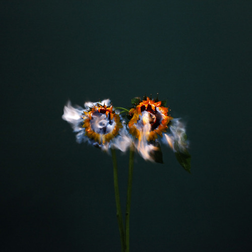 coldcatalyst89:  asylum-art-2:   Beautiful Flowers Engulfed in Flames by 蒋志|Jiangzhi  “Beautiful things and objects themselves will ultimately disappear, but  the beauty itself will live on, as well as love. Perhaps this is what I  am trying to