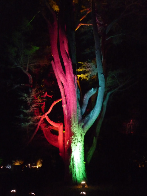 The Enchanted Wood, Part IIIWestonbirt Arboretum, Gloucestershire. December 2013It&rsquo;s such a ma