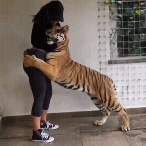 ababeinyogapants: Tiger doesn’t want to let go (x-post)