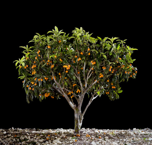 languageofloveandteawithalmonds:persimmon, orange, loquat, and apricot trees photographed by tal sho