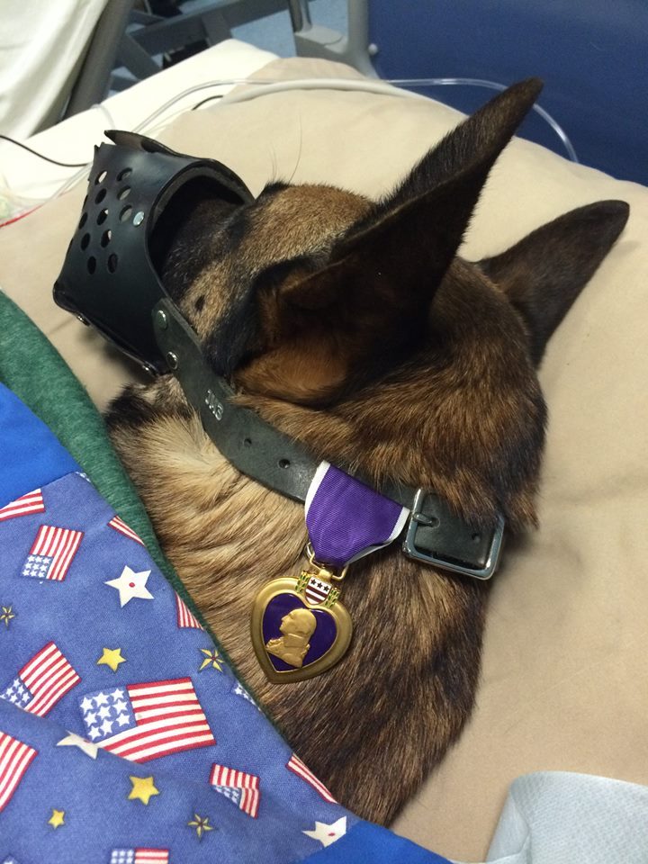 semperannoying:    Rocky, he is a 4 yr old Belgian Malinois military working dog.