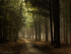 silvaris:    Forest Light. by Inge Bovens  