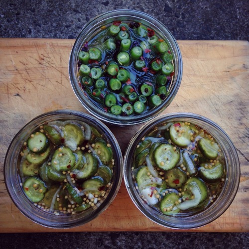 bread &amp; butter pickles // dilly beans!