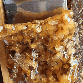 slymyu:  🍯 honey harvesting 🐝  