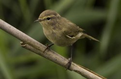 pagewoman:    Willow Warbler   🐦     by