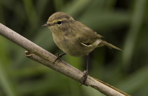 pagewoman:    Willow Warbler   🐦     by Frank Moore 