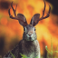 thejackalope231