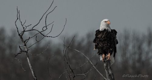 Sticking with the Bald Eagle theme today #natureismetal #originalphotography #photography #bird #bir