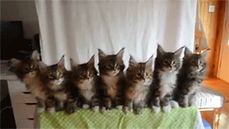 sizvideos:  Testing the Reflexes of Seven Kittens - Video 