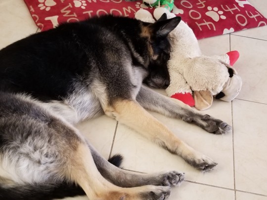 XXX Leonard loves Lambchop photo