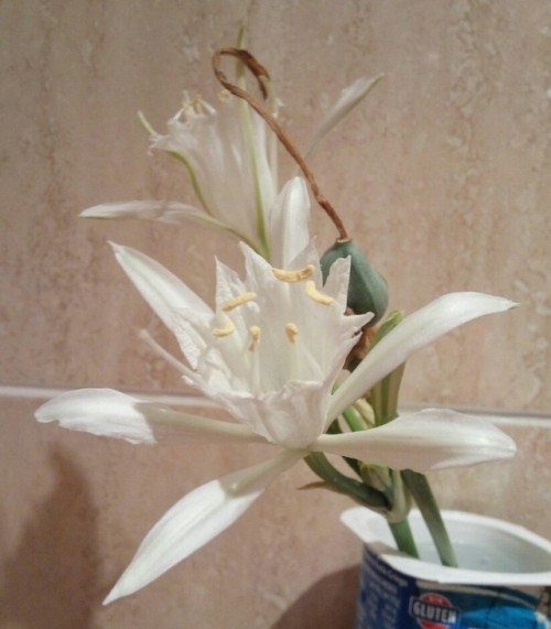 11/Aug/2017 Pancratium maritimum, or sea daffodil. This beauty was growing at the beach, in the sand