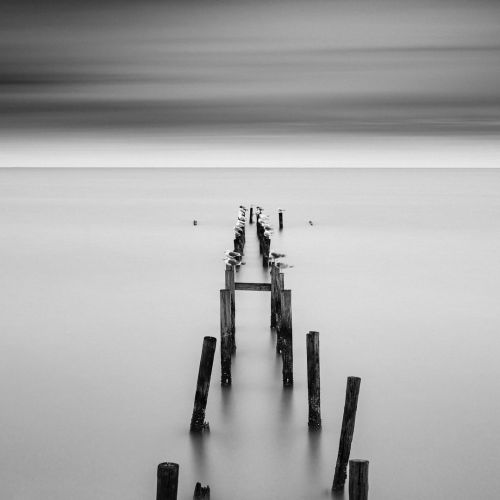 26 Gulls Seabrook, Texas, 2019 . . . #TrueTexas #VisitTexas #seabrook #bnw #bnwmood #seascape #bnwph