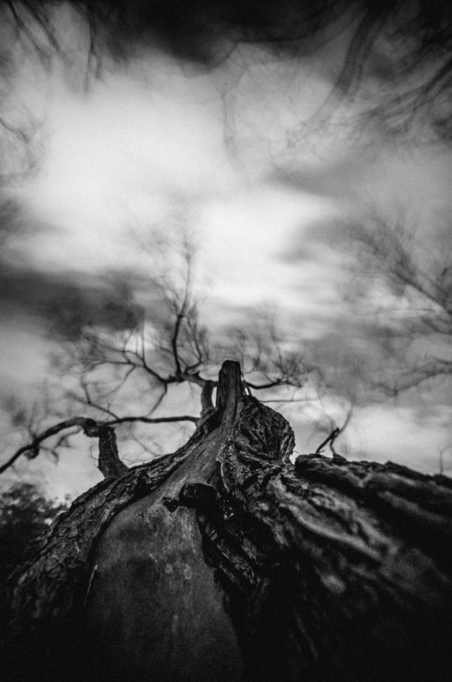 beautifulgreyscale:  Credit: Paweł Jusyn 