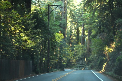 Driving out of Samuel P Taylor Park. Photo cred to Cyrus