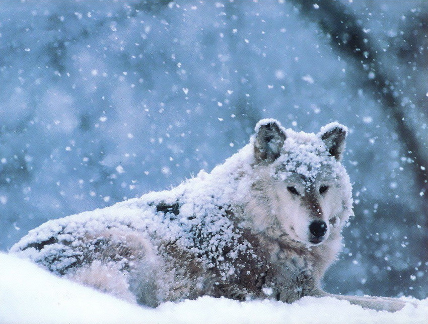 atraversso:  Wildlife  by Jim Brandenburg 