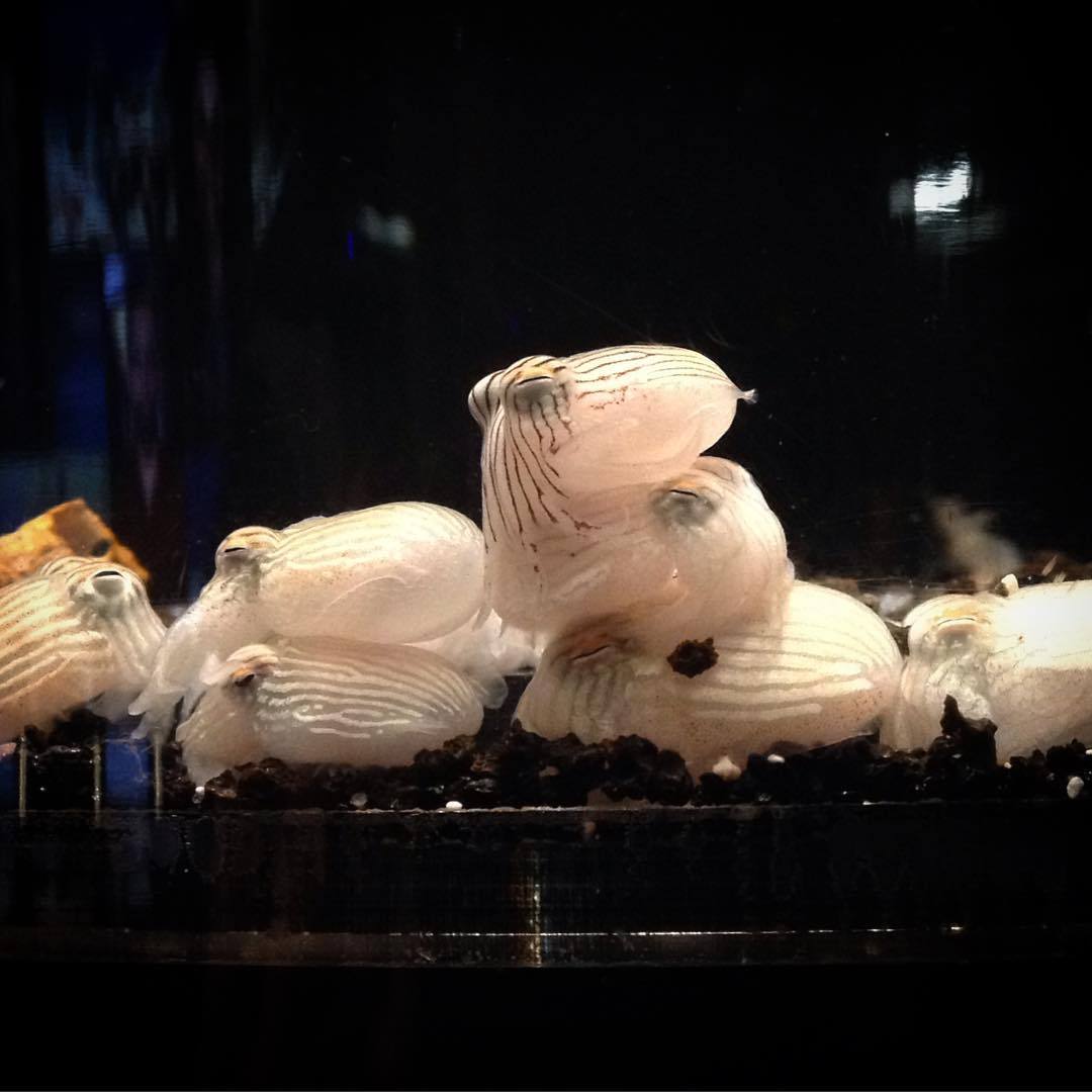 Striped pyjama squid slumber party! You can visit these cephalopod hatchlings in our Tentacles special exhibition.
Thank you to staffer Ellen Umeda for the photo!