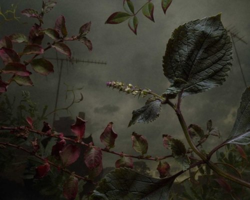 anarchy-of-thought:Weeds and Flowers Recast as Shadowy Subjects in Daniel Shipp’s Dramatic Pho