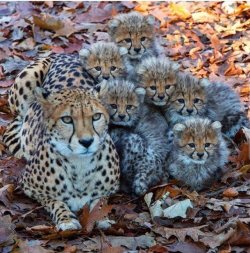 feathersescapism:This poor cheetah mom.