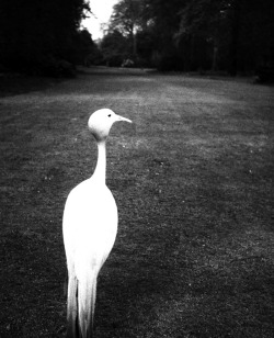 likeafieldmouse:  Bill Brandt - Evening