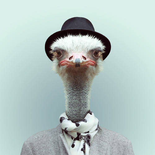 fuckyeahcuteanimalss:  (via Adorable Zoo Portraits by Yago Partal | Abduzeedo Design