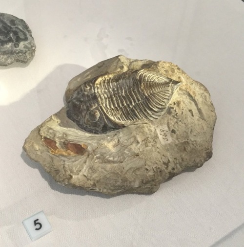 jabbage: I’m very lucky to work somewhere where I can nip off to look at some trilobites when 