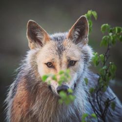 wolfsheart-blog:  Wolf by Niko Pekonen.