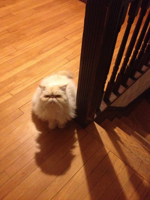 lucifurfluffypants: I’ve been waiting for you.
