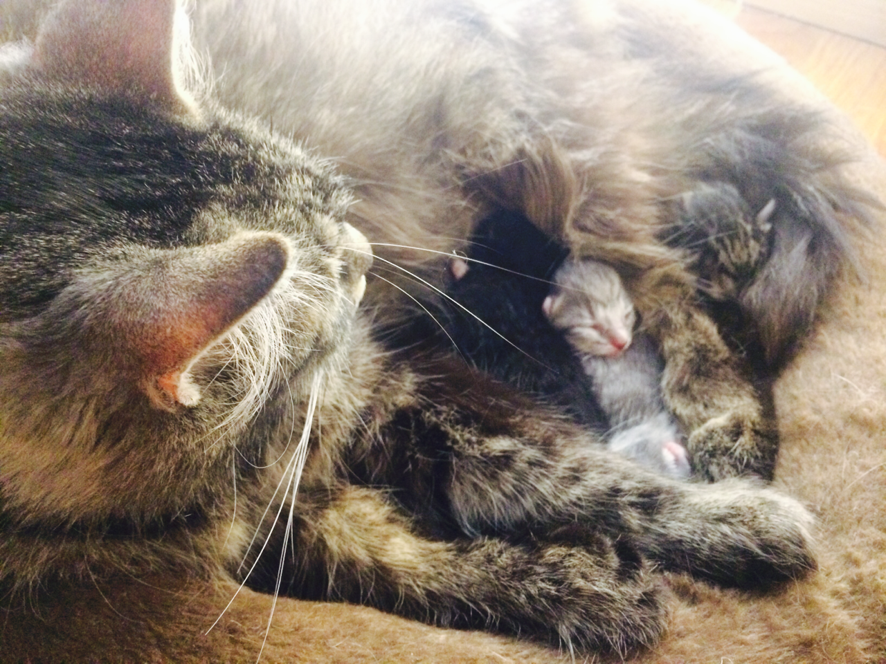 scratchingpad:  You people liked Oliver so much Oprah made four more of him (lucky