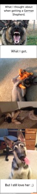 thedailygermanshepherd:  http://m.ifunny.mobi/p/CLusqSax