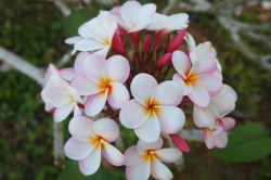 flora-file:frangipani (by flora-file)