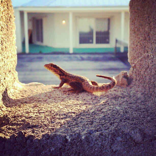 Wish we had cool little lizard dudes in Pennsyltucky. #cool #lizard #wildlife #Bahamas