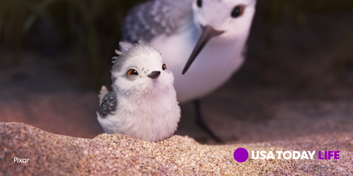 dailybirdbeast:  usatoday:  Meet the tiniest star of the latest Pixar short, Piper. You can see this adorable creature before Finding Dory. Find out more here.     I know this is not a birdbeast, but I believe you will find it is relevant to all of your