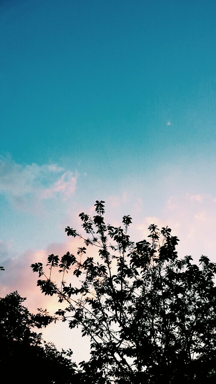 homonomo:  I got these as the sun was going down and it reminded me of a sunrise