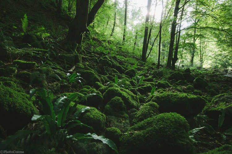 photocosma: Green forest with moss, 2015   © PhotoCosmahttp://photocosma.net/  