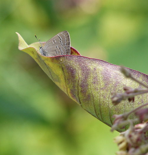 northeastnature:  For me, this year was all about hairstreaks - tiny, often grey butterflies with in