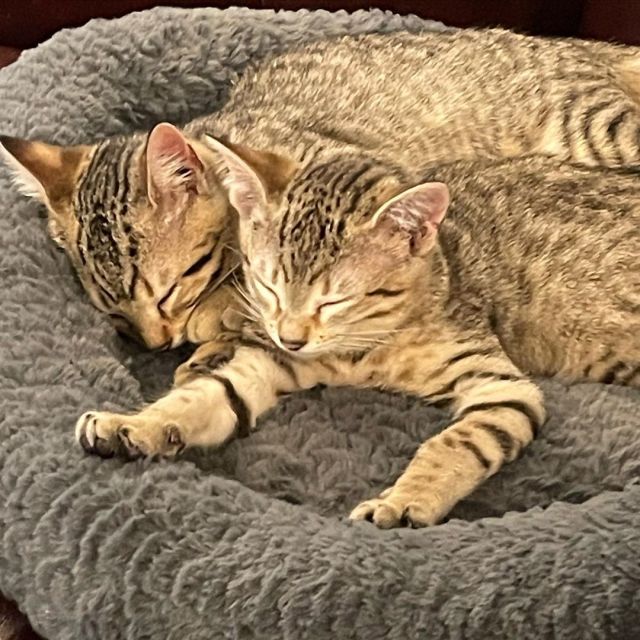 Cat naps are the best with a pal 😸😻😺😽 #catnaps #kittenlove #kittens #bengals #catmom #cdgorribooks  https://www.instagram.com/p/Cdlc3WarYAS/?igshid=NGJjMDIxMWI= #catnaps#kittenlove#kittens#bengals#catmom#cdgorribooks