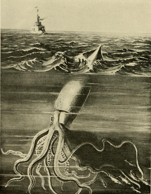 scientificillustration:Giant squid of the Newfoudland Banks. From a painting by Herbert B. JudySea-s