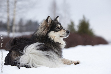 Porn sihipop:  Finnish Lapphund appreciation post. photos