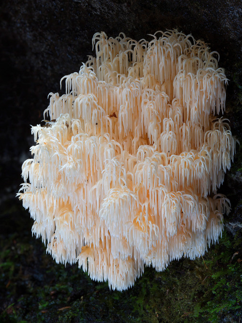 culturenlifestyle:Steve Axford Captures Strange And Undocumented Australian Fungi Steve Axford is a 