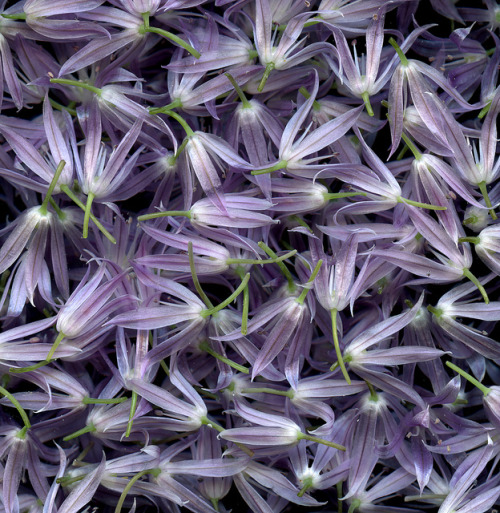 elemenop: 54358 Allium schoenoprasum by horticultural art on Flickr.