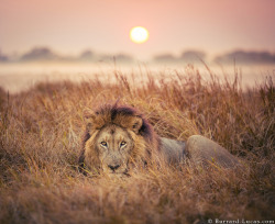 end0skeletal:  Lion at Sunrise by Will Burrard-Lucas