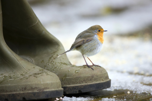 nubbsgalore:  precious lil robin bird balls in winter. photos by kevin denham, roeselien raymond, andrew fletcher, iñaki tejerina guruziaga, chris sharratt, andrew howe and christine hamilton (see also: majesty snowbird part one) 