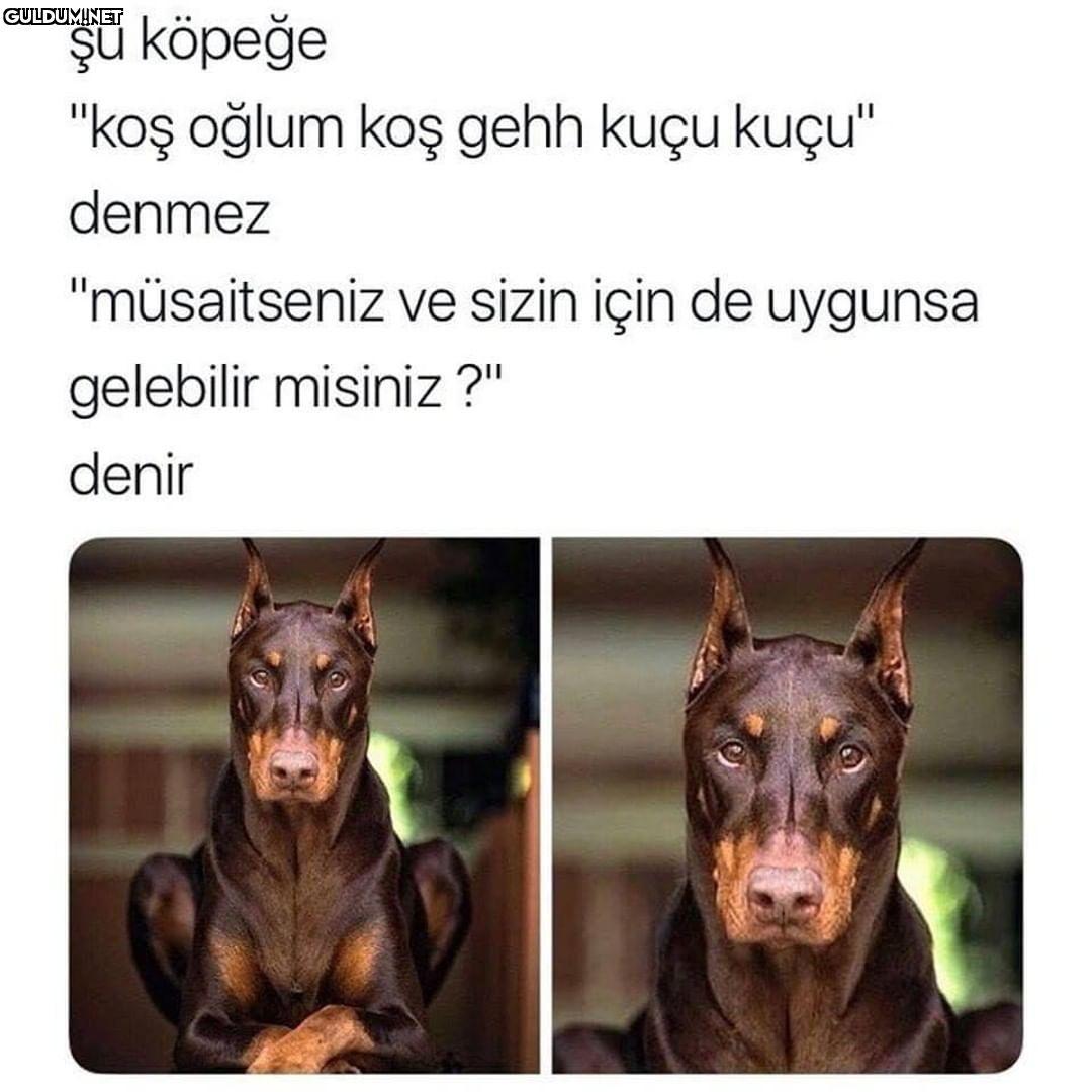 şu köpeğe "koş oğlum koş...