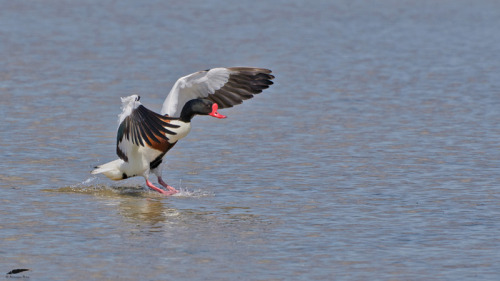 Shelduck - Tadorna (Tadorna tadorna)Vila Franca de Xira/Portugal (5/05/2022)[Nikon D500; AF-S Nikkor