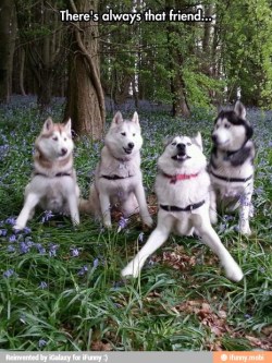 princesskittysunshine:  Huskeys even have