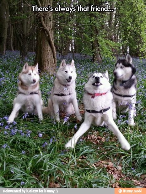 Sex princesskittysunshine:  Huskeys even have pictures